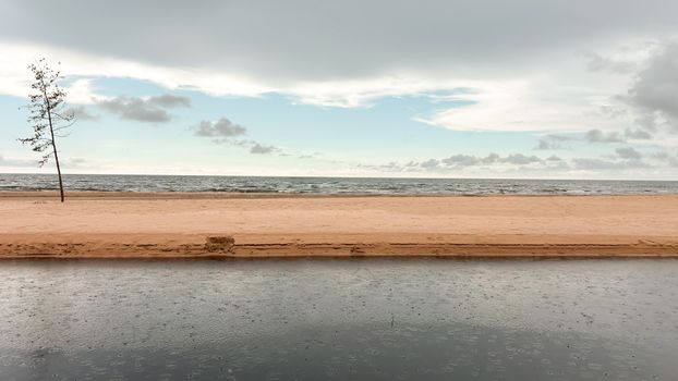 Peaceful beach scene at Vitrupe in Latvia, featuring a lone tree and gentle waves.