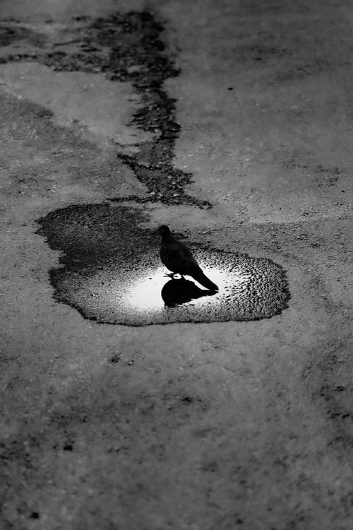 Free Artistic black and white photo of a pigeon reflected in a puddle on pavement. Stock Photo