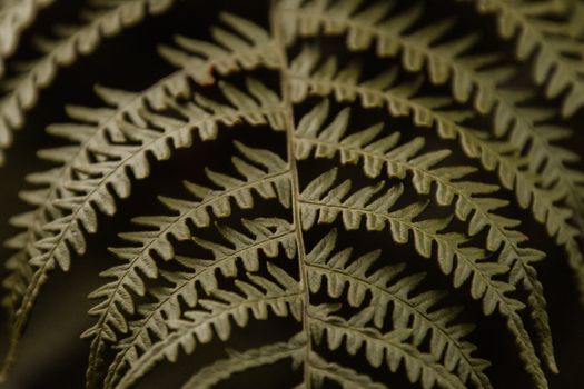 Detailed macro shot of a green fern leaf in Čajniče, Bosnia.
