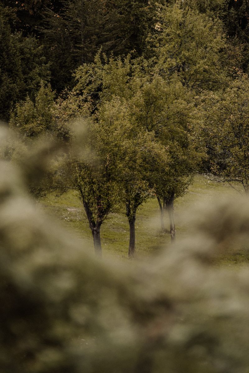 Explore a tranquil autumn scene in Čajniče, Bosnia with lush green foliage and moody ambiance.
