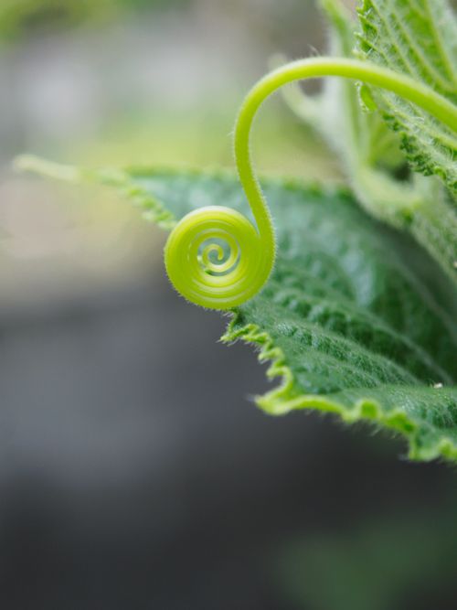 Free A detailed macro shot of a green plant tendril spiraling, showcasing nature's intricate design. Stock Photo