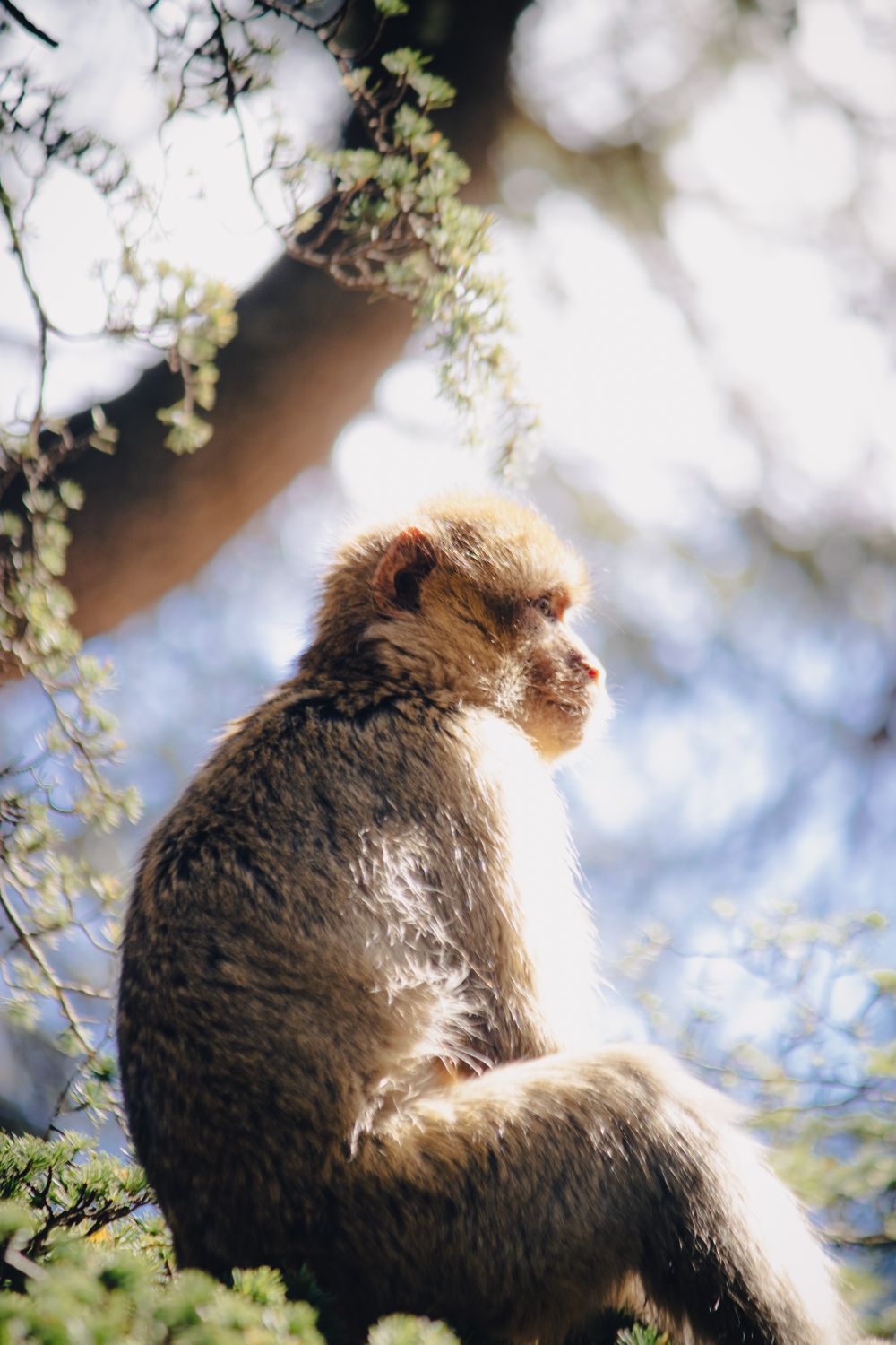 Singes magots observés à distance dans la cédraie