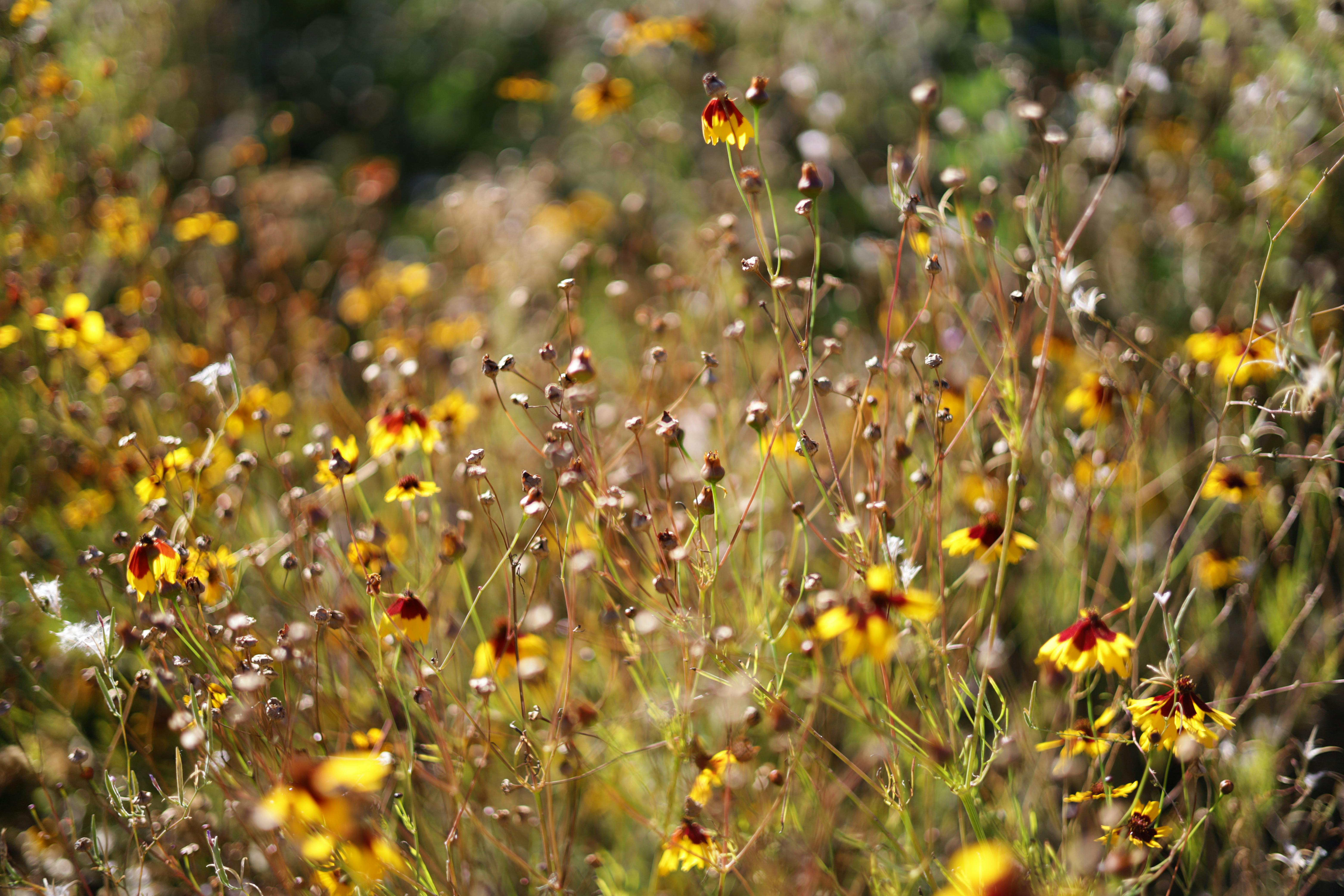 How Wildflower Gardens Ignite Inspiration