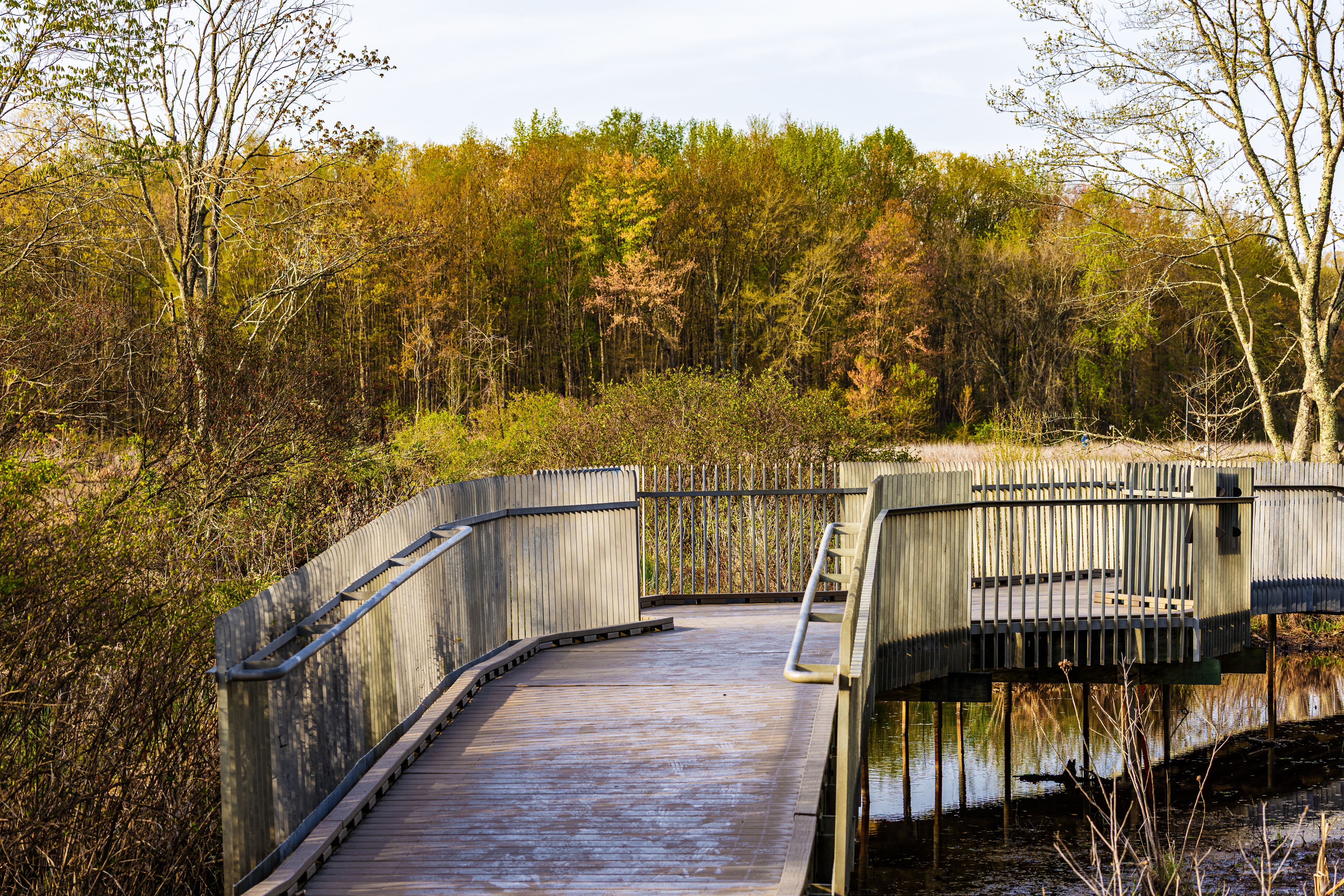 Scenic Boardwalk in Autumn Forest Setting · Free Stock Photo