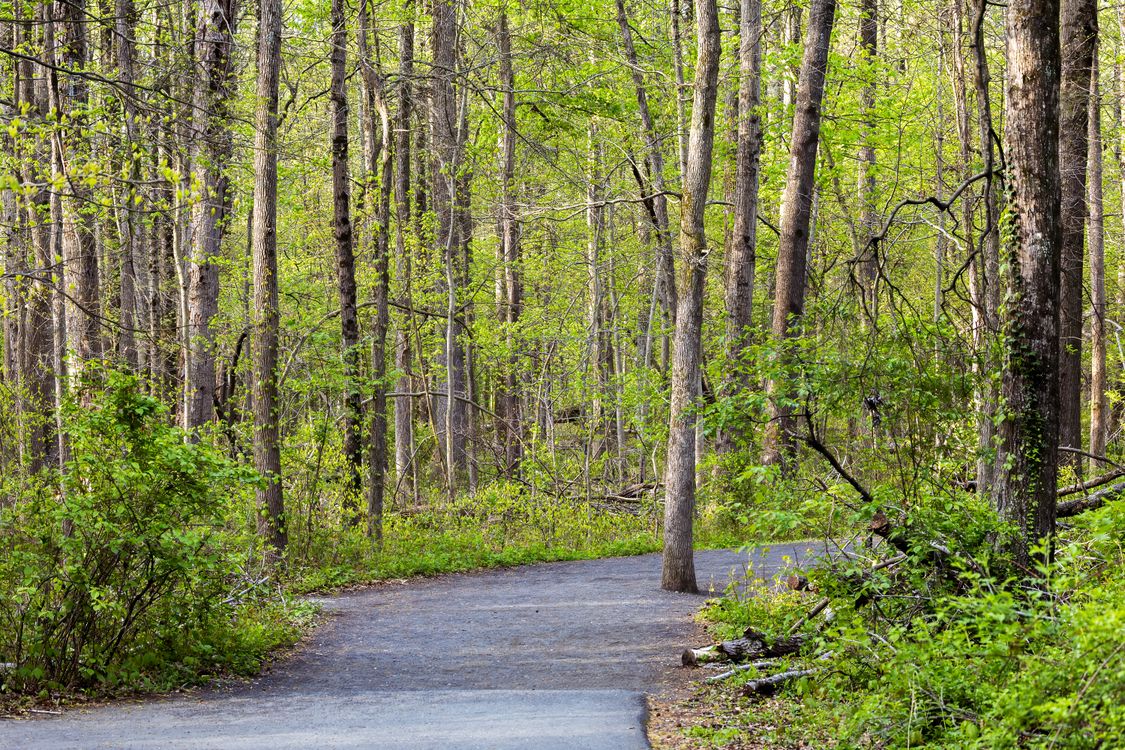 Serene Forest Pathway in Springtime · Free Stock Photo