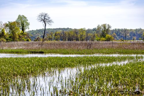 Marsh With Labes Marsh Photos, Download The BEST Free Marsh Stock Photos & HD Images