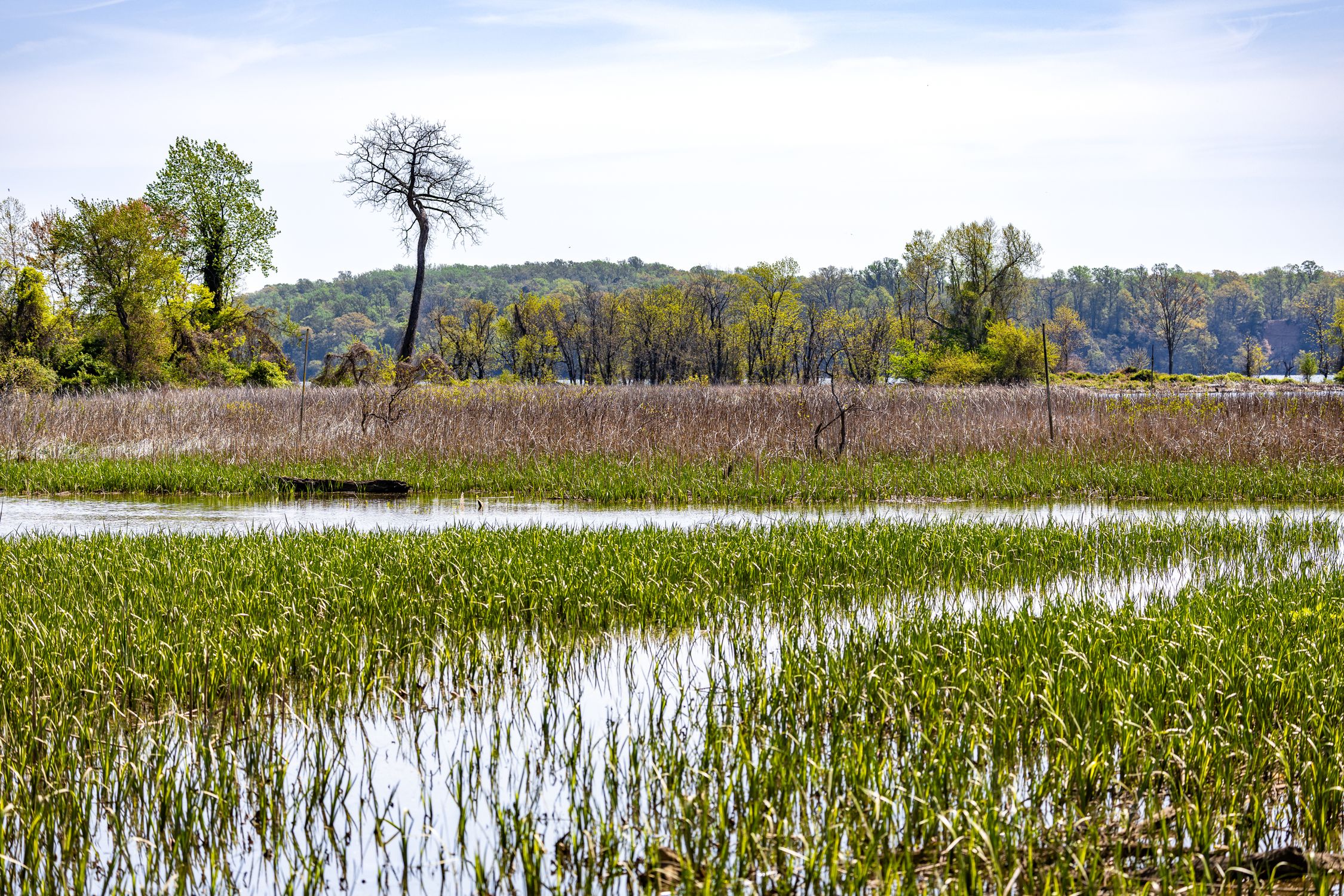 Spring Marsh Scenic View of Dyke Marsh Wetlands in Spring · Free Stock Photo