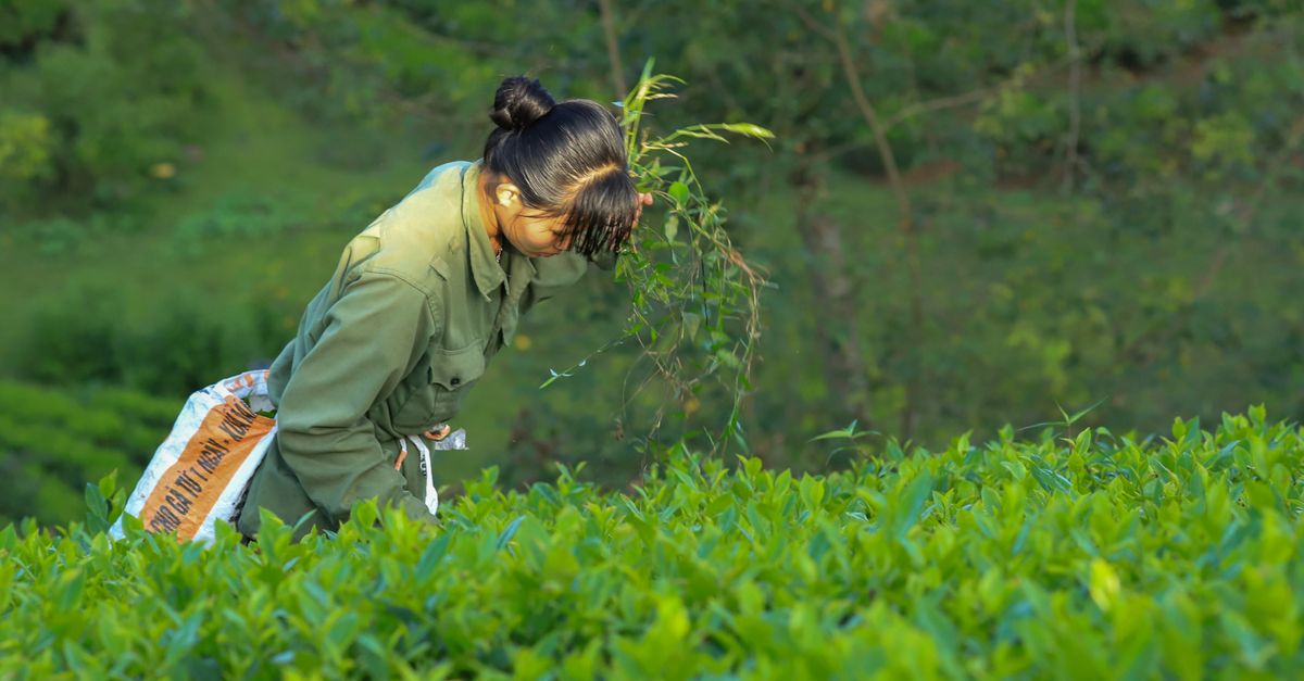 3大關鍵揭示低碳生活新趨勢:從紅土到茶香的永續轉型