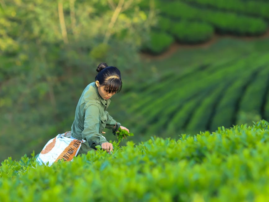 Thu hoạch chè ở đồi chè Long cốc