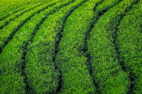Free Explore the vibrant, lush green tea plantations of Phú Thọ, Vietnam, showcasing nature's beauty. Stock Photo