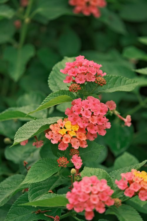 Free Close-up of vivid pink and yellow lantana flowers blooming amidst lush green leaves. Stock Photo