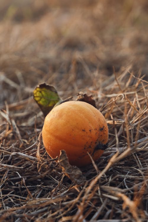 Free Round Orange Fruit Stock Photo