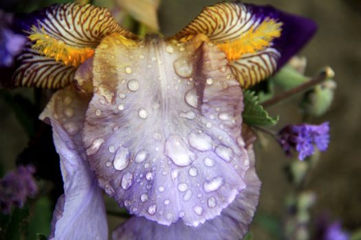 Stunning macro shot of a bearded iris with raindrops, showcasing vivid colors and textures.