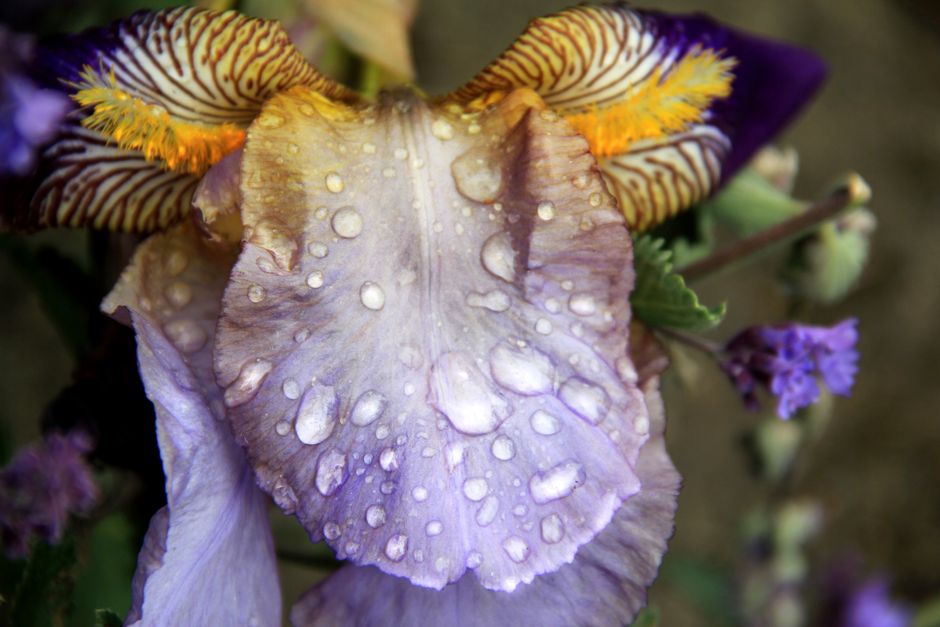 Stunning macro shot of a bearded iris with raindrops, showcasing vivid colors and textures.