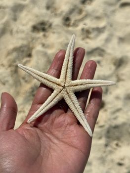 A person holding a starfish against a sandy beach background.