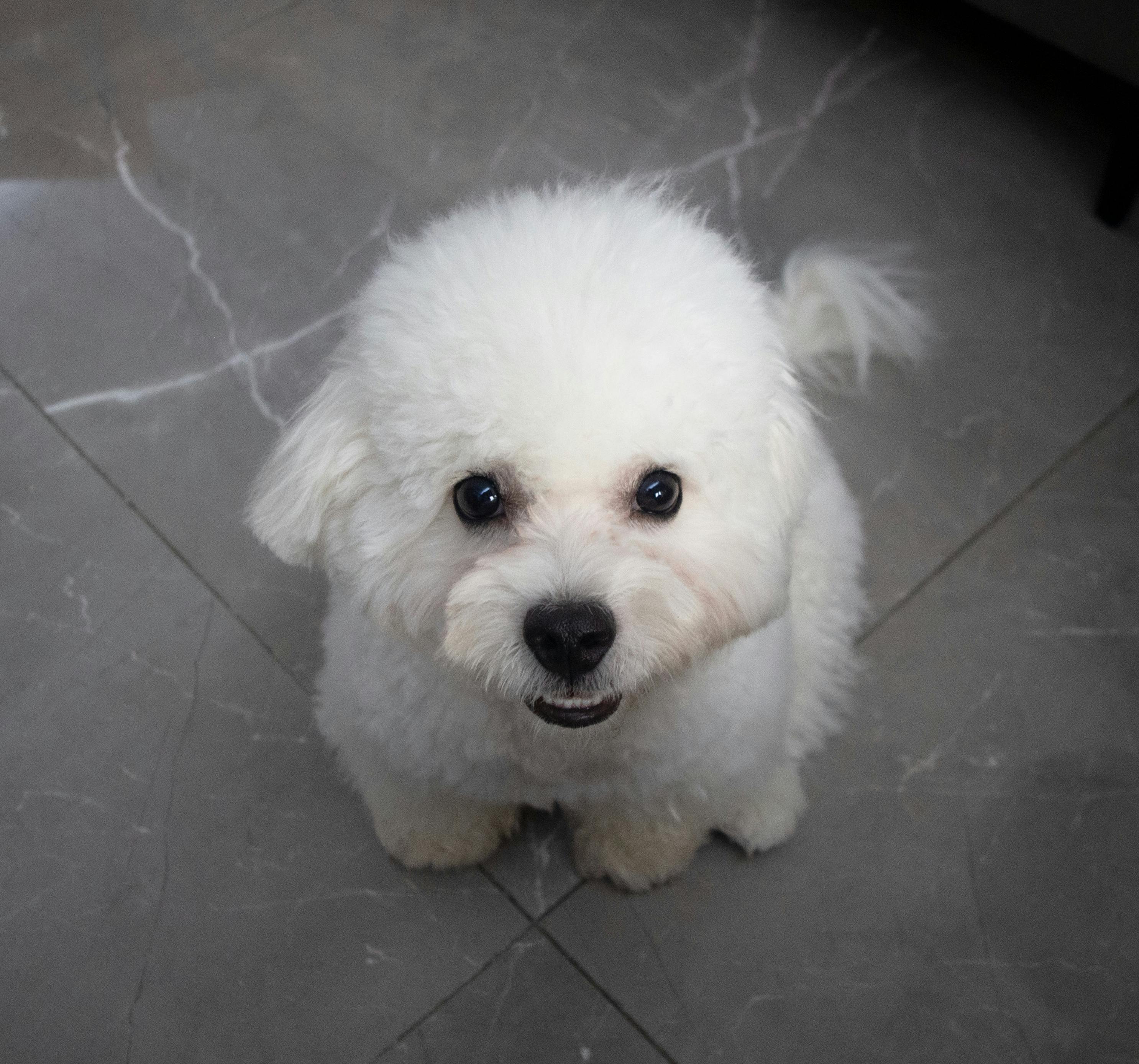 pet care, pet health, pet safety, pet grooming — Photo by 土豆 地雷 on Pexels