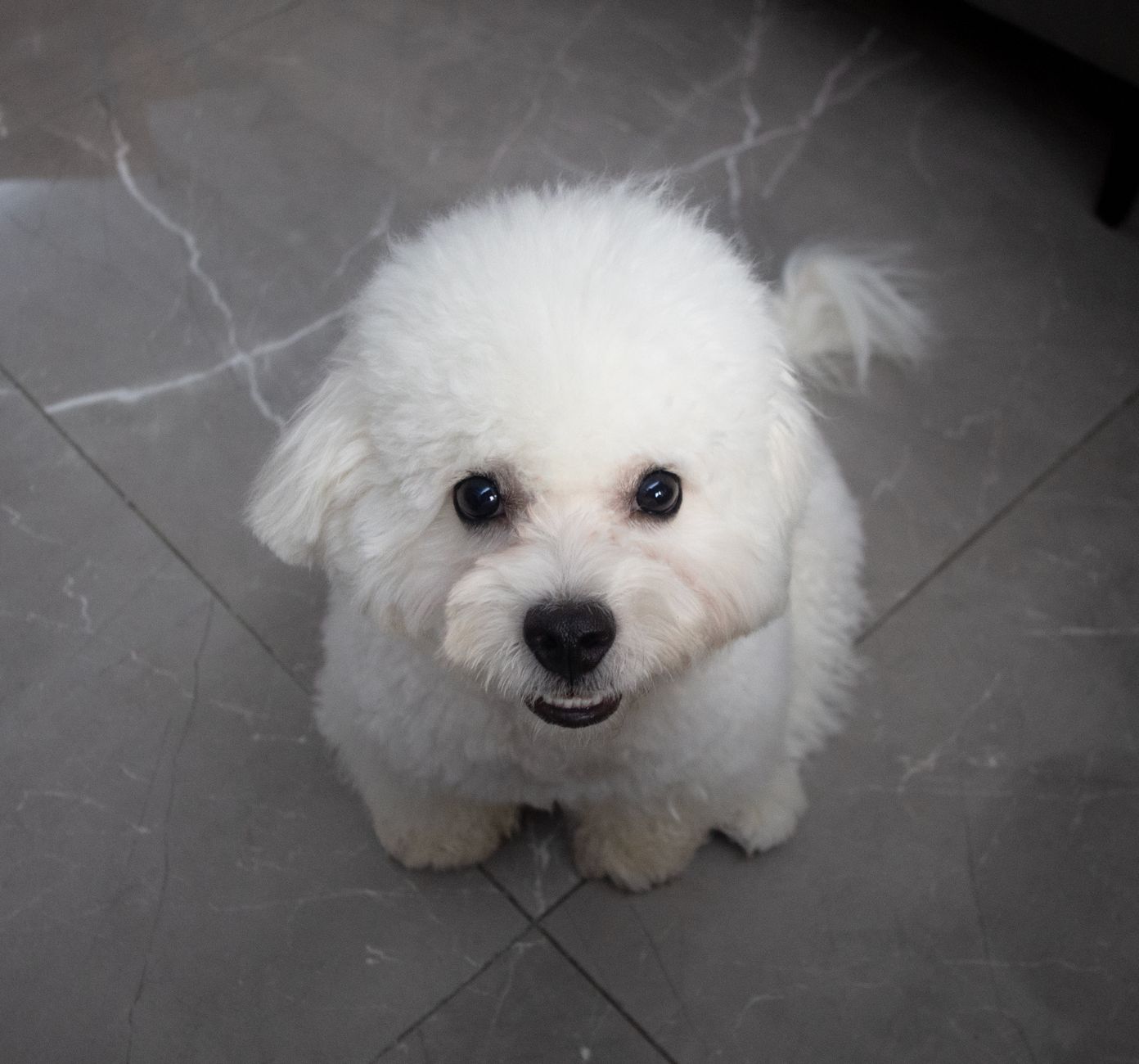Low-Shedding and Loyal: Bichon Frise and Maltese