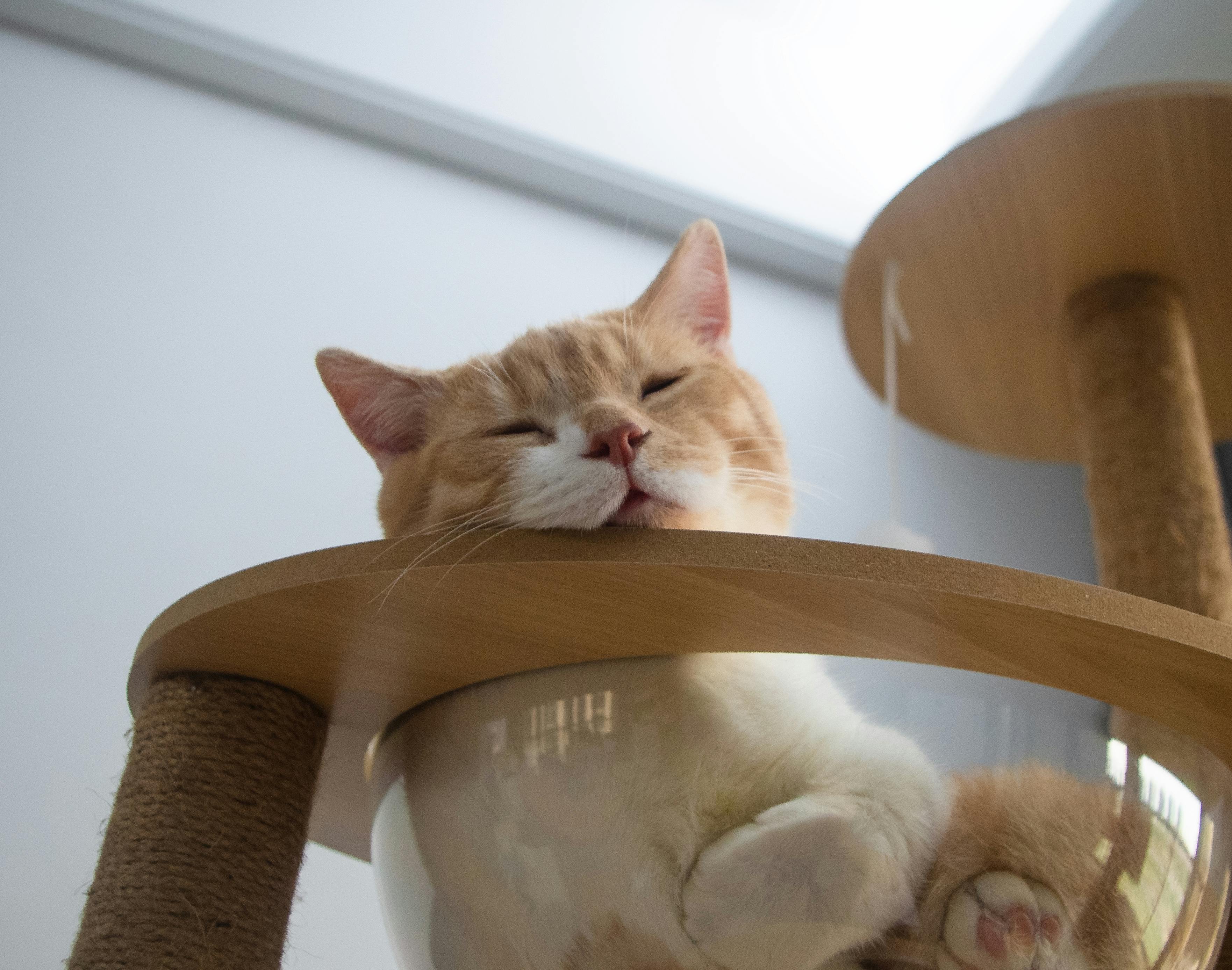 Ginger cat peacefully sleeping on a cat tree inside a home.