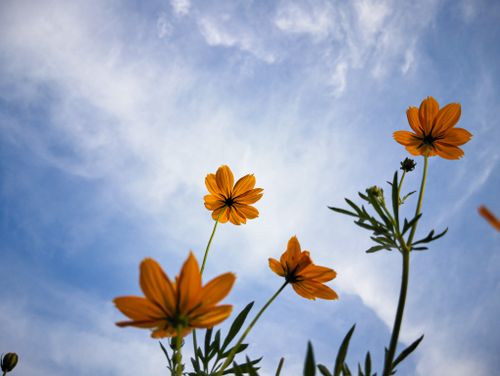 Free Low-angle view of orange cosmos flowers against a bright blue sky in Dhaka, Bangladesh. Stock Photo