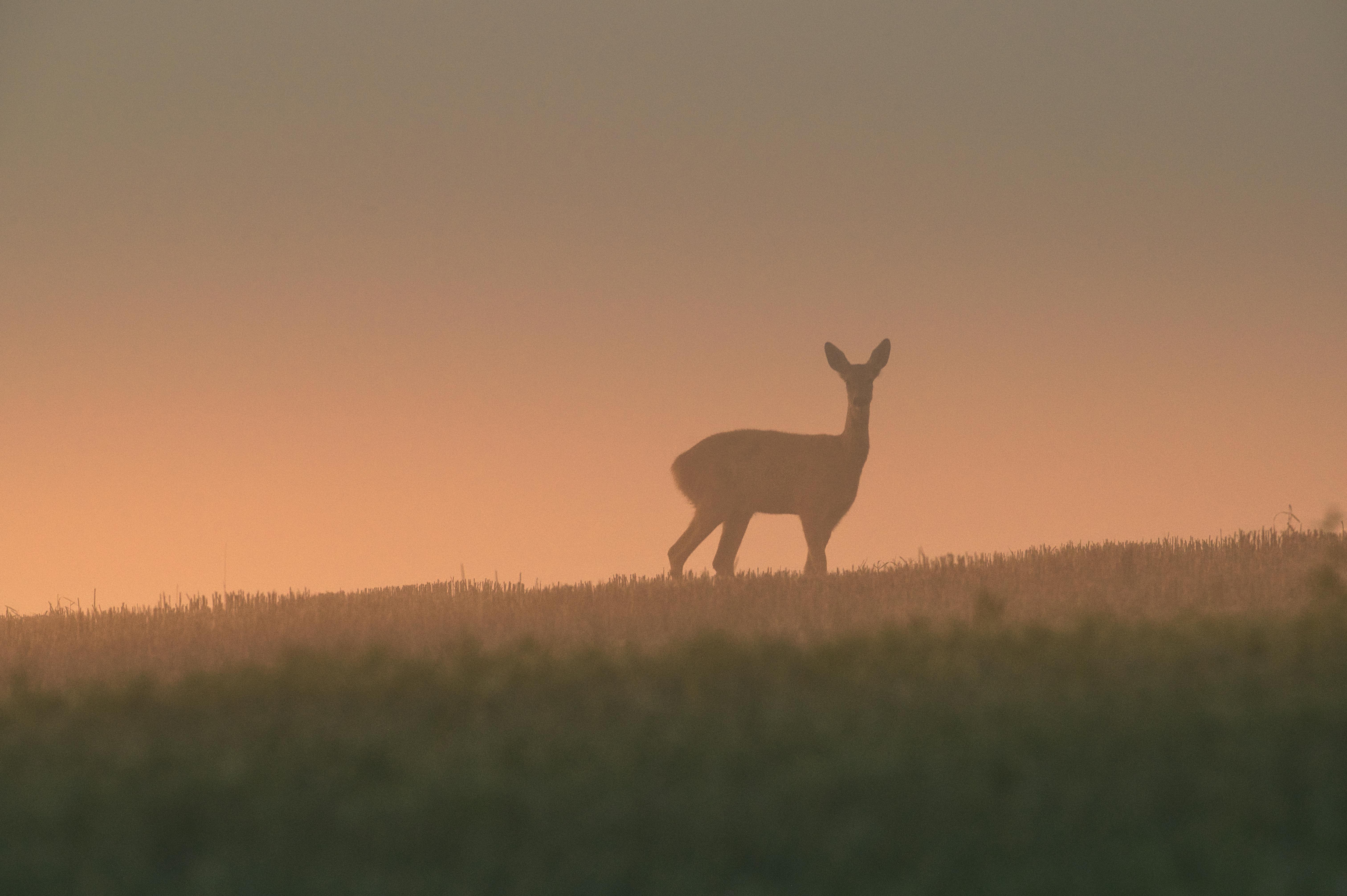 美國教師月薪1700美元選擇日本鄉村生活，享受低壓舒適環境