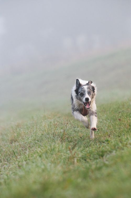 Free A lively border collie dashes through a mist-covered field in Poprad, Slovakia, showcasing its agility. Stock Photo