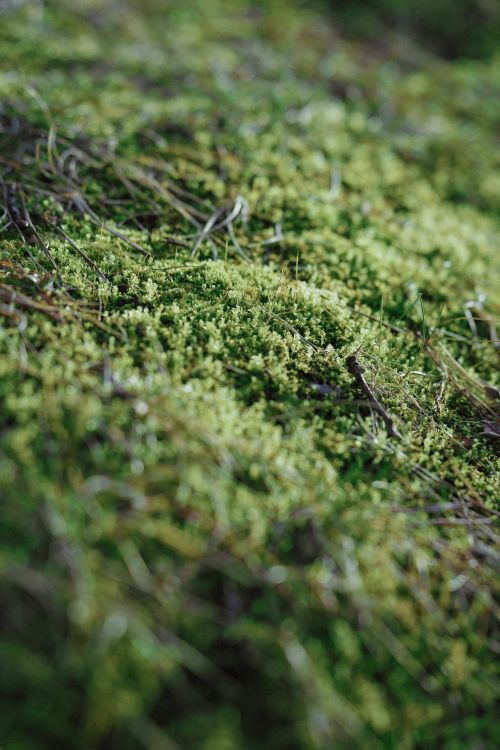 Free Rustic detail of vibrant green moss under natural light, showcasing organic texture. Stock Photo