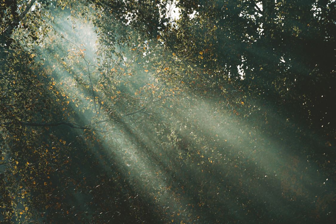 Sunlight Filtering Through Forest Canopy · Free Stock Photo