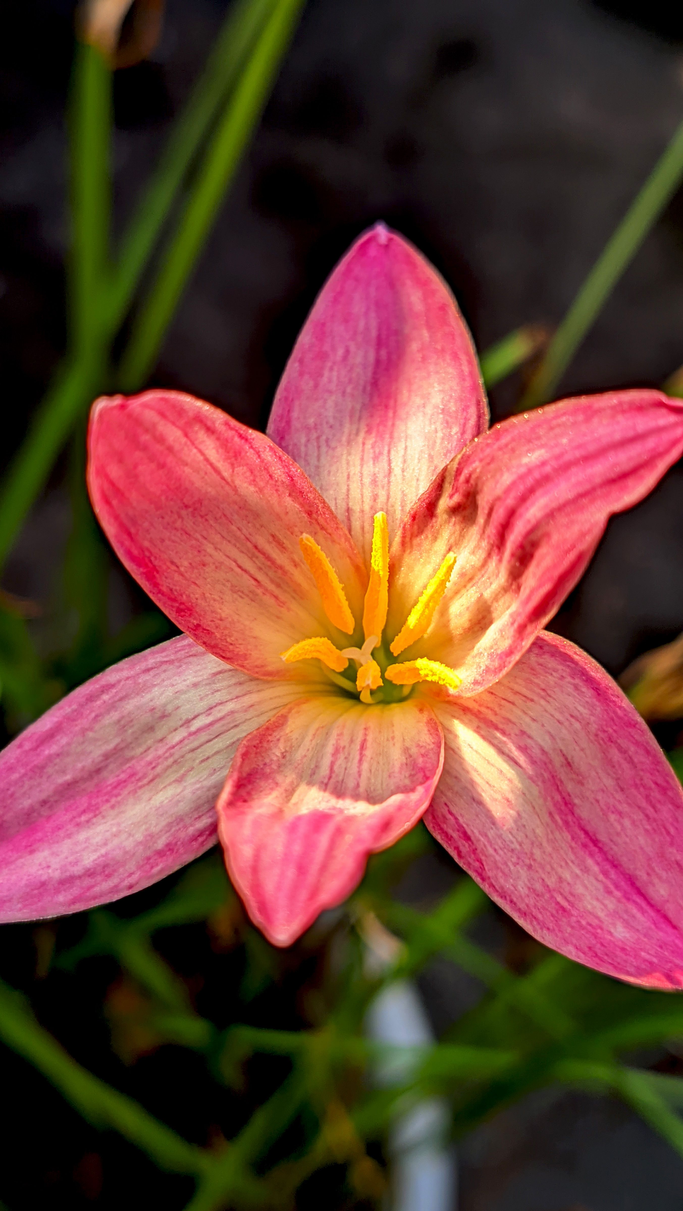 Vibrant Pink Rain Lily in Bloom · Free Stock Photo