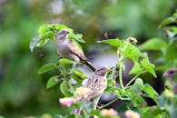Pair of House Sparrows on Vibrant Green Foliage