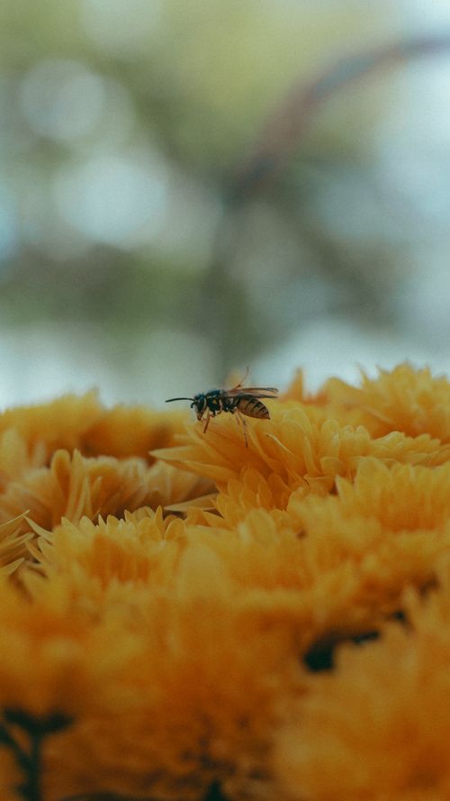 Free A detailed macro shot of a bee pollinating yellow flowers with a soft focus background, captured outdoors. Stock Photo