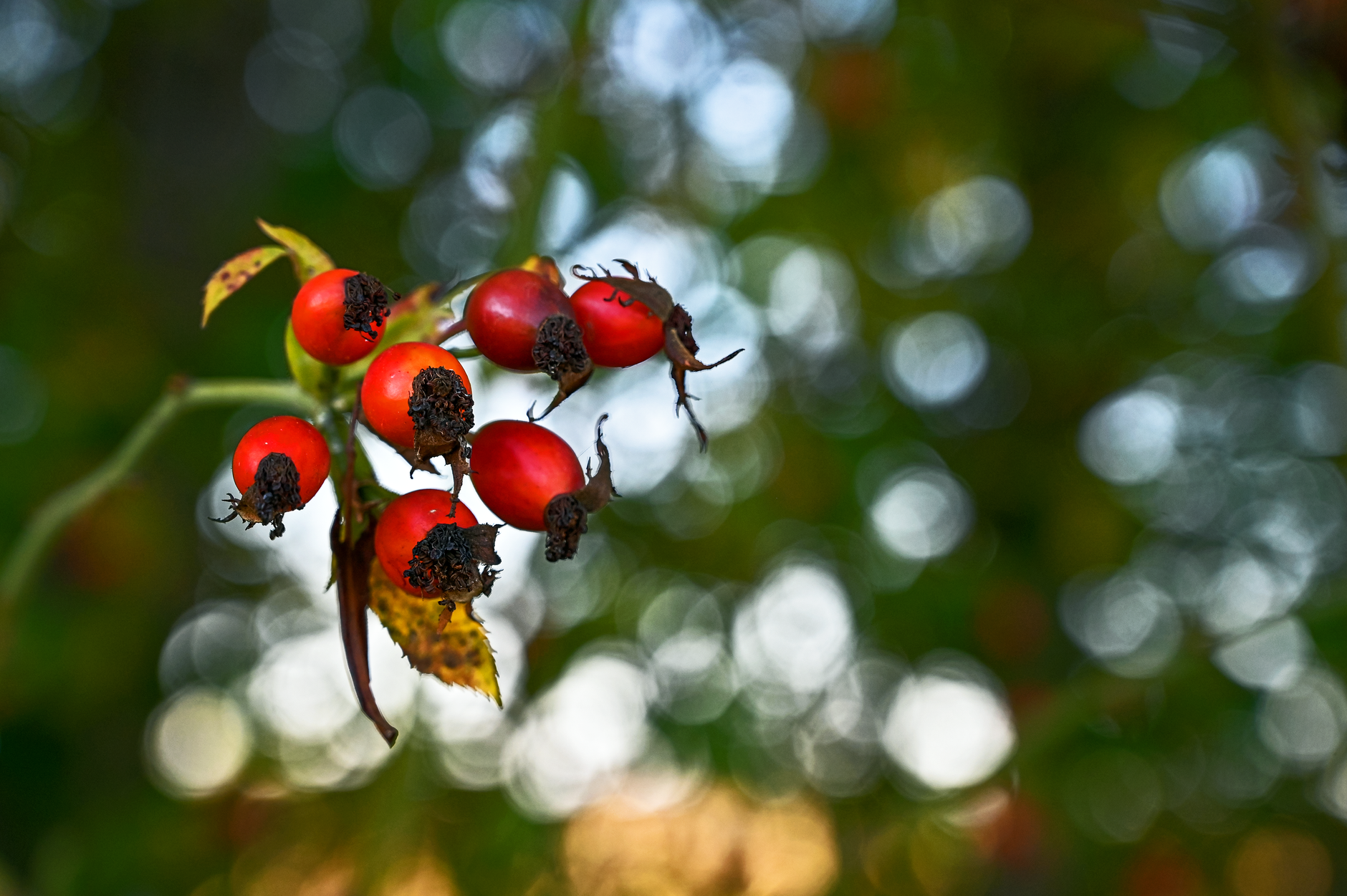 Rosehips Plant Profile