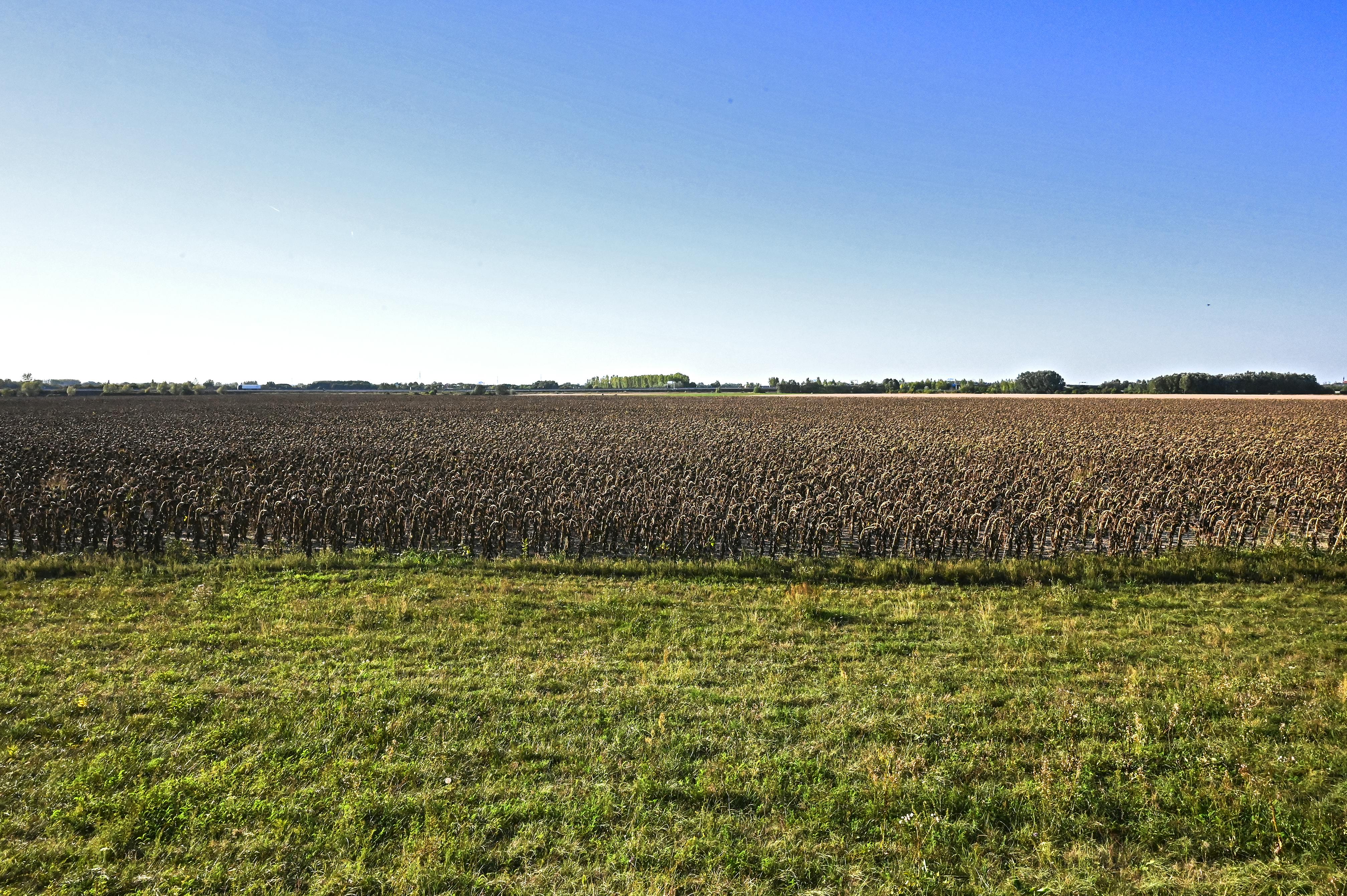 Grupul american Bunge își extinde capacitatea de procesare a semințelor de floarea-soarelui în sudul României