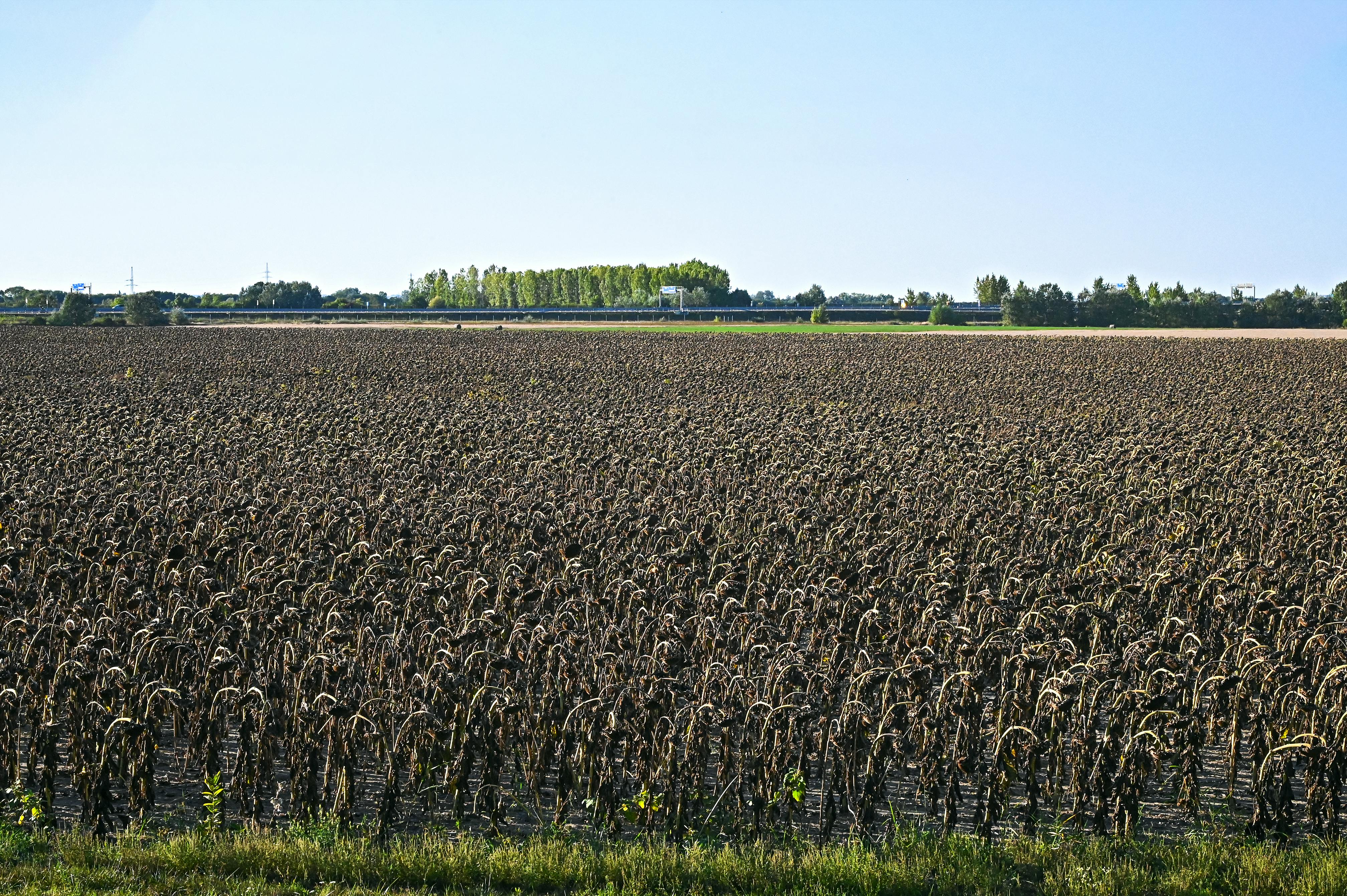 Ayçiçeği Yağı Kullanımının Faydaları