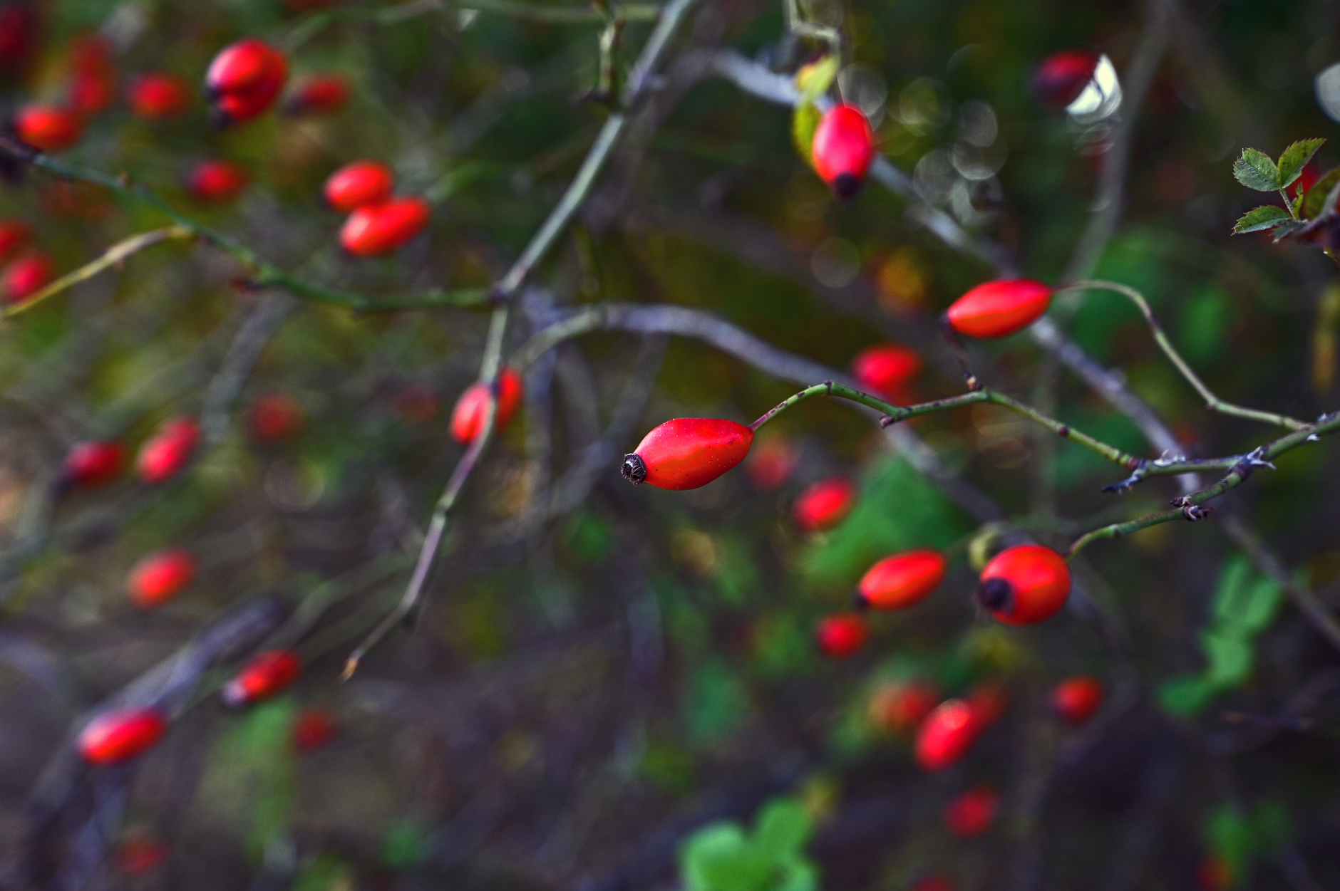 Rosehips Botanical Photo