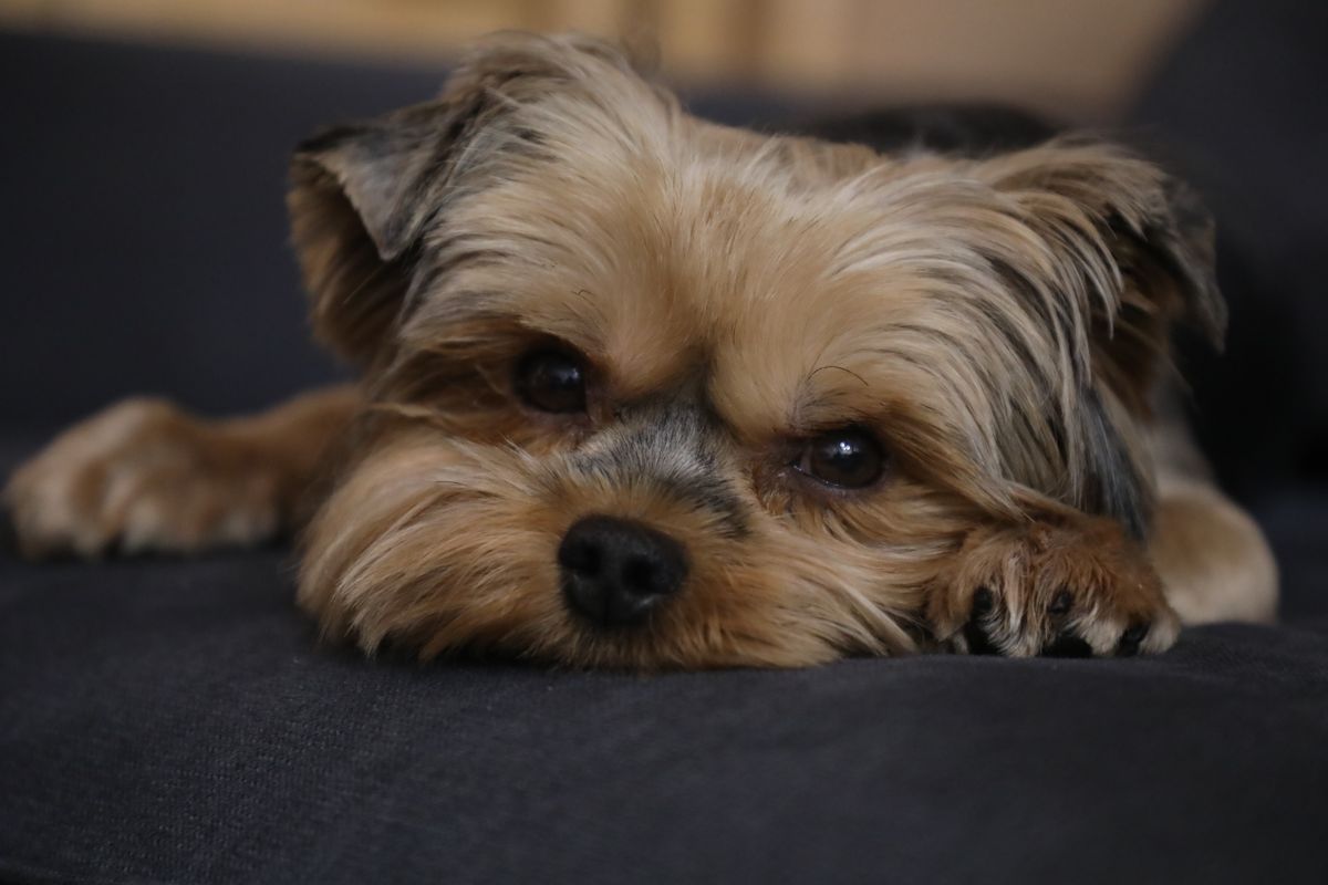A small dog resting indoors after a supervised break from heat-cycle diaper wear.