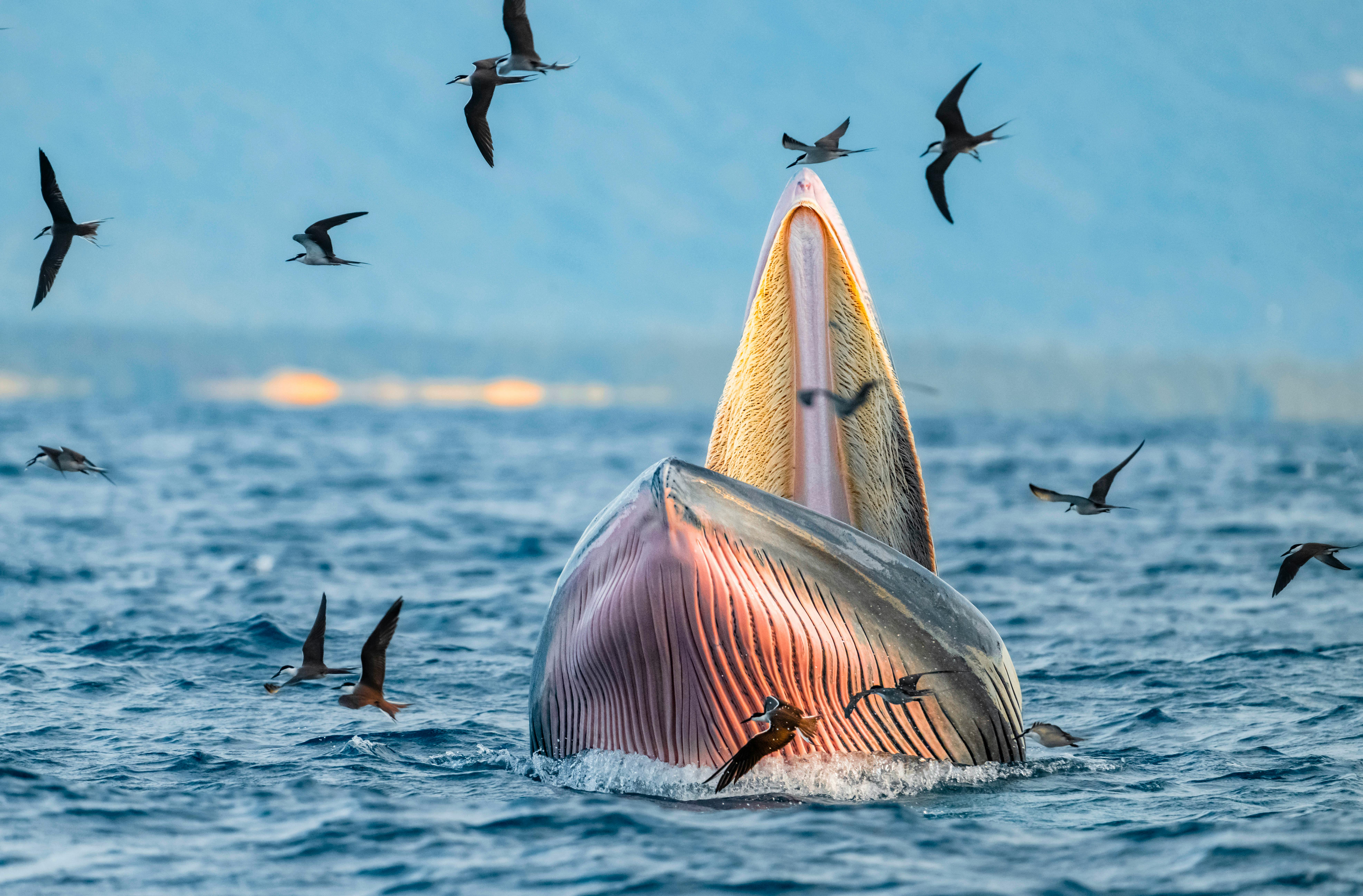 Feeding Frenzy: 'Megalodon' Malware Infects Thousands of GitHub Repos