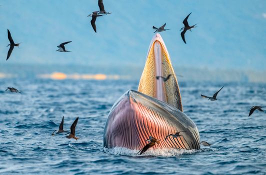 The Day a Whale Nearly Swallowed a Kayaker Off Cape Town—And Why It Happened More Than You Think