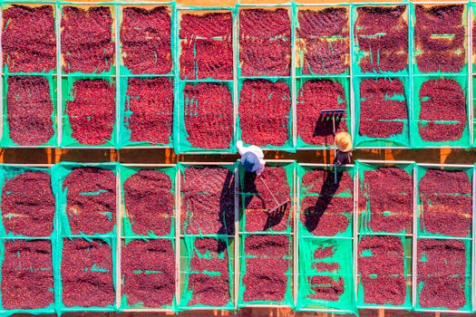 Two people working to dry coffee beans in Vietnam from an aerial perspective.
