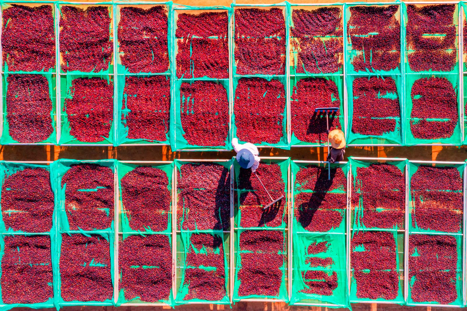 Aerial View of Coffee Drying Racks in Vietnam · Free Stock Photo