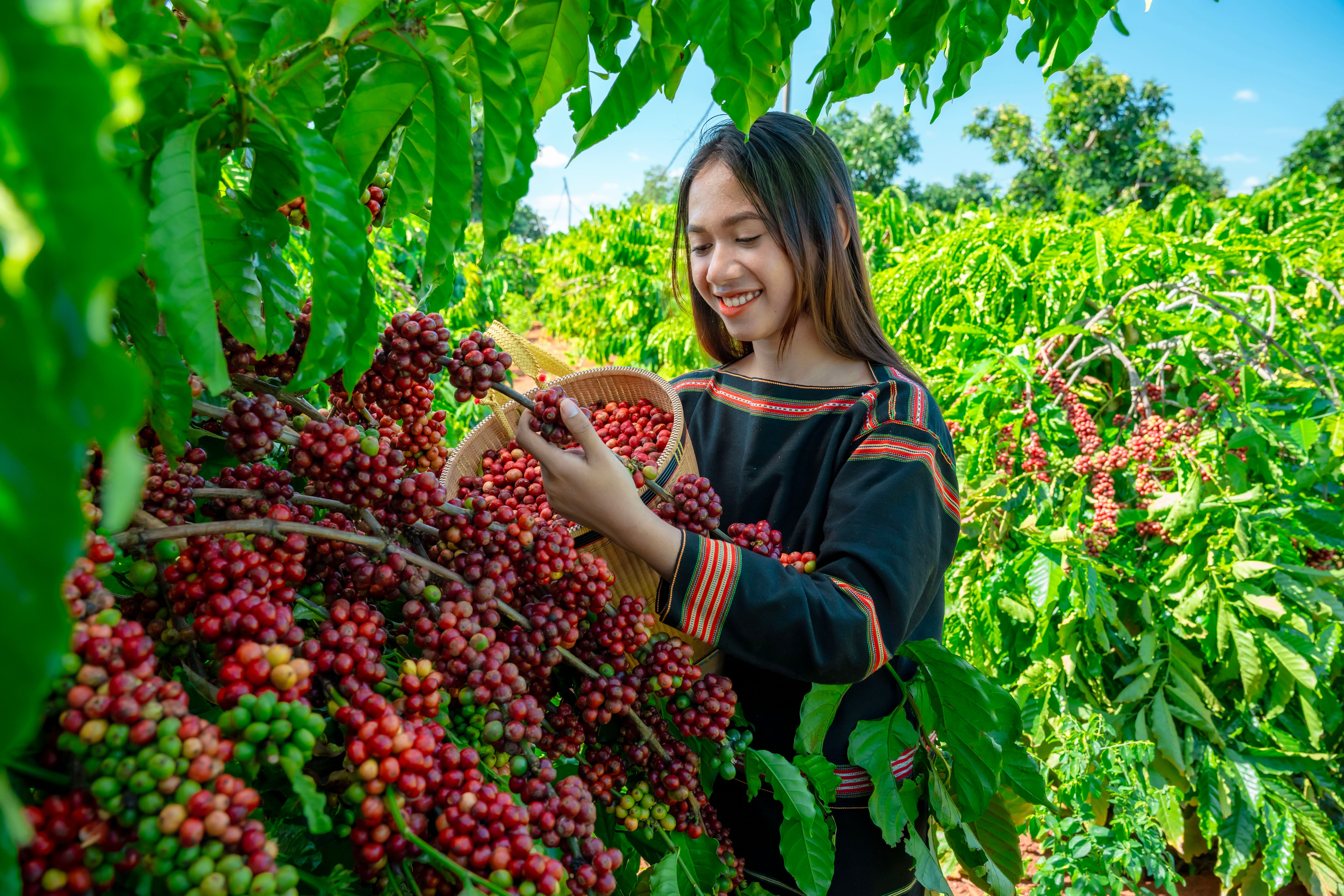 Người Phụ Nữ Trẻ đang Thu Hoạch Quả Cà Phê Chín · Ảnh có sẵn miễ…