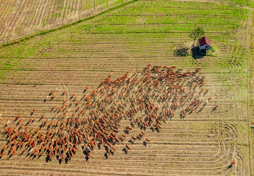 Aerial shot of cattle herding on vast Vietnamese fields with a lone hut.