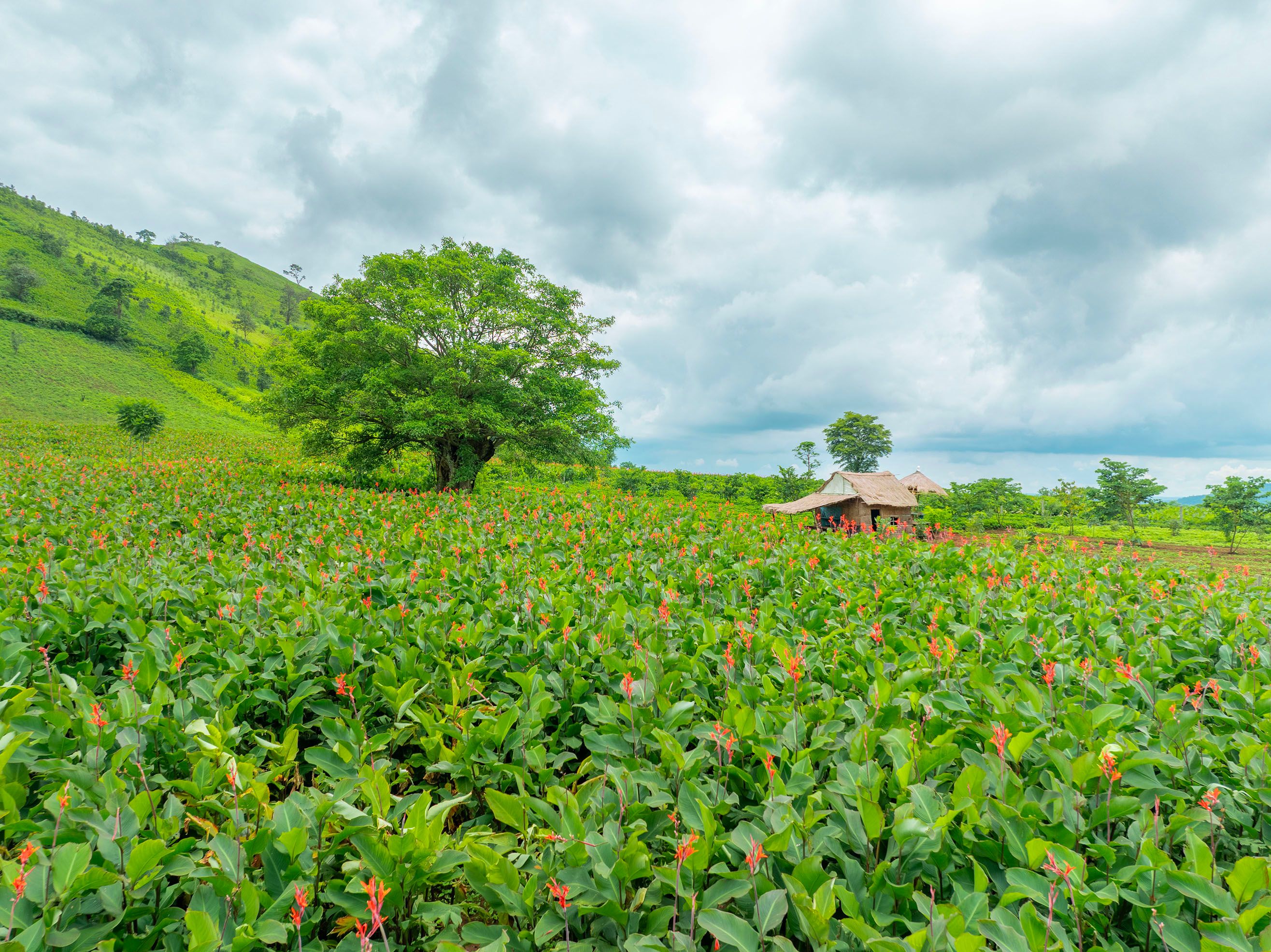 Vibrant Flower Field in Rural Landscape · Free Stock Photo