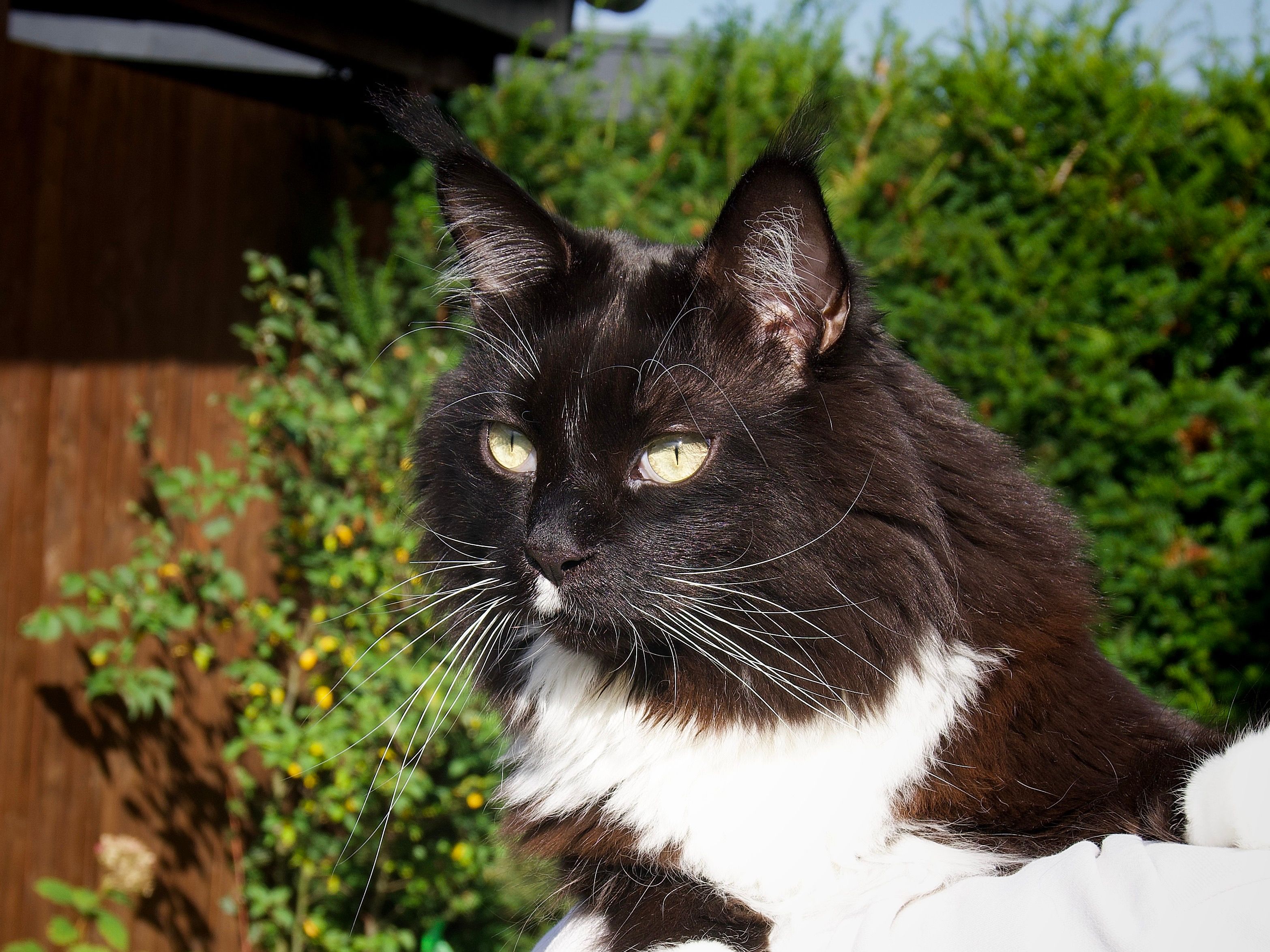 Close-up of a Black and White Maine Coon Cat Outdoors