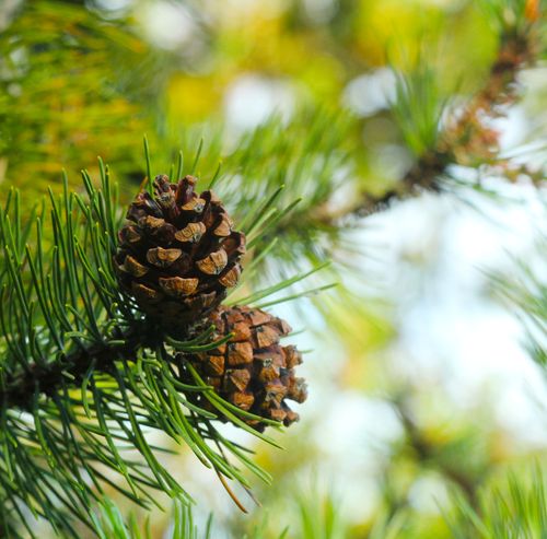 Free Detailed image of pine cones and needles on a branch in natural sunlight. Stock Photo