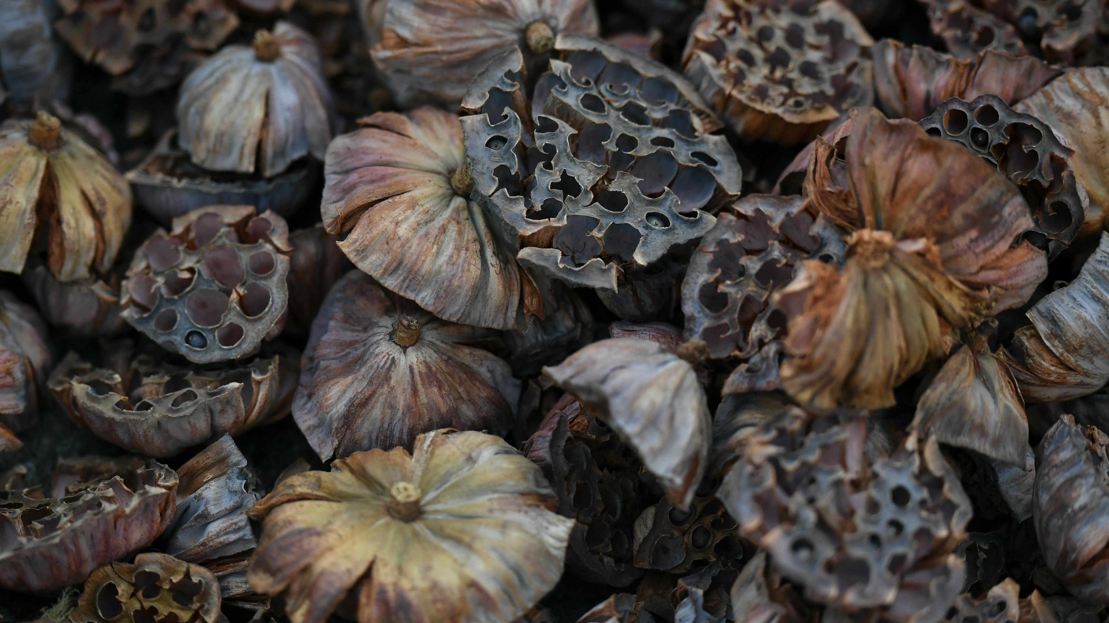 紐約市反科技Luddite運動掀起文藝復興新風潮