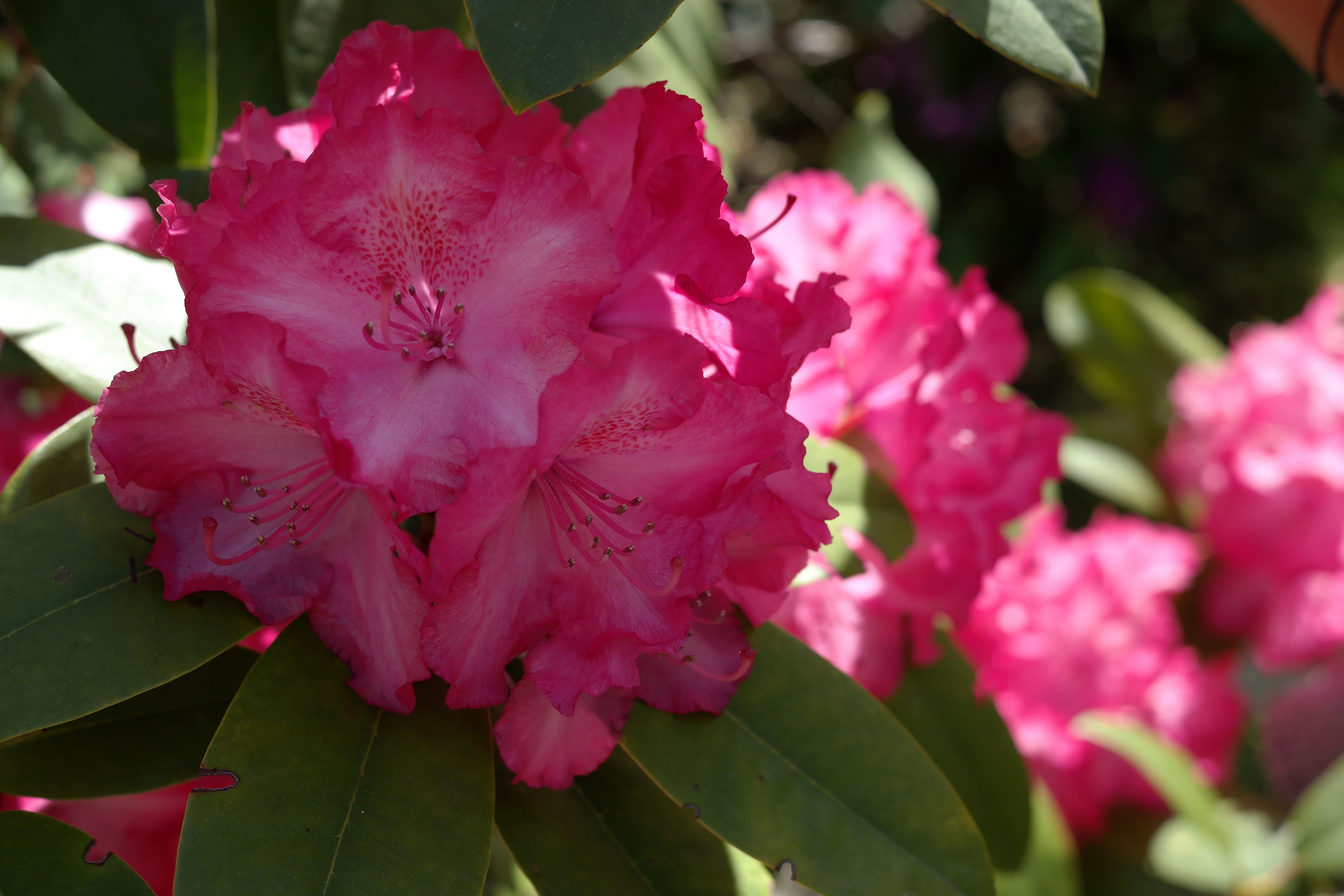 [ColoSach]-close-up-of-vivid-pink-rhododendron-flowers-in-full-bloom-with-green-leaves.