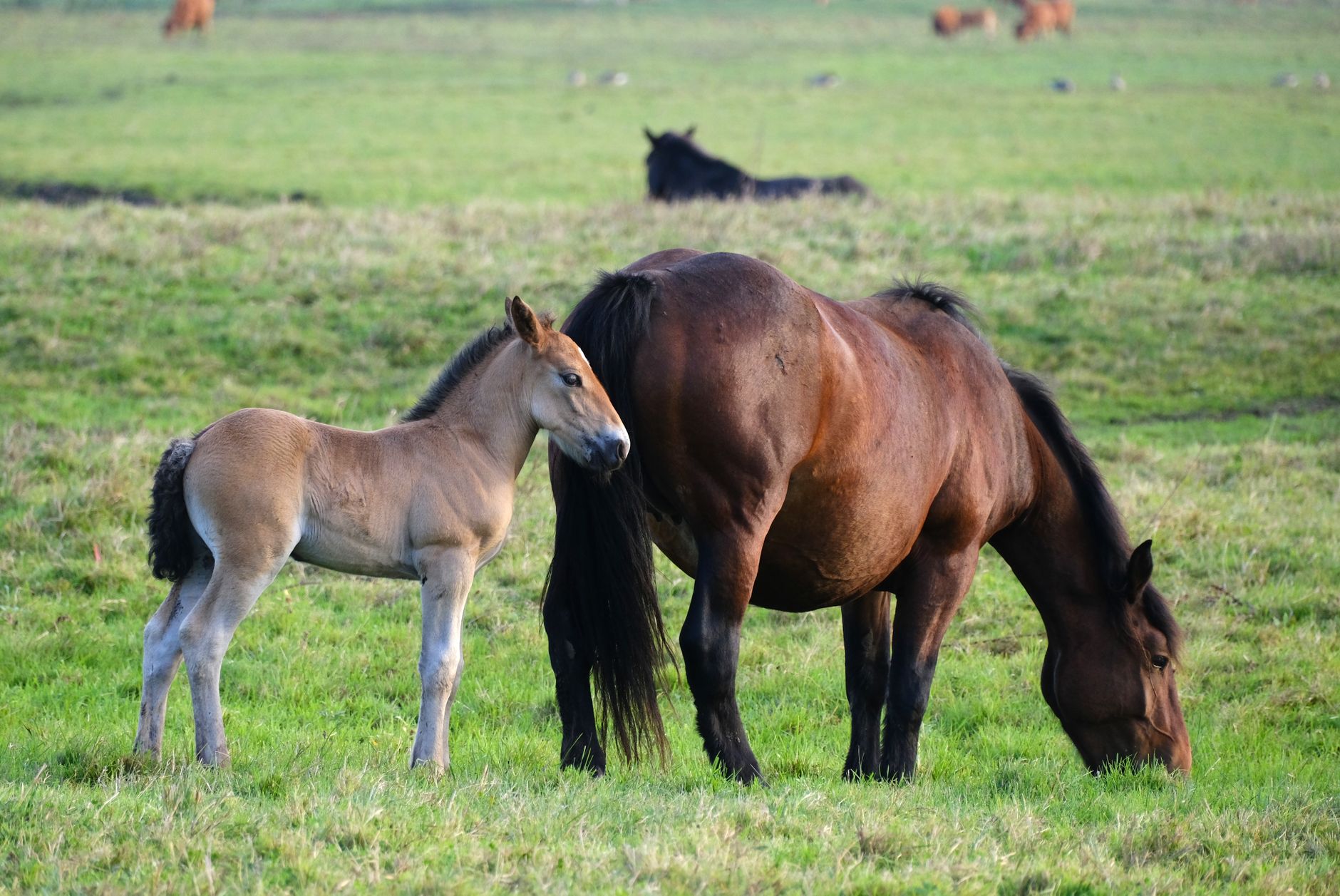 Beautiful mare and foal grazing peacefully in a serene green pasture.