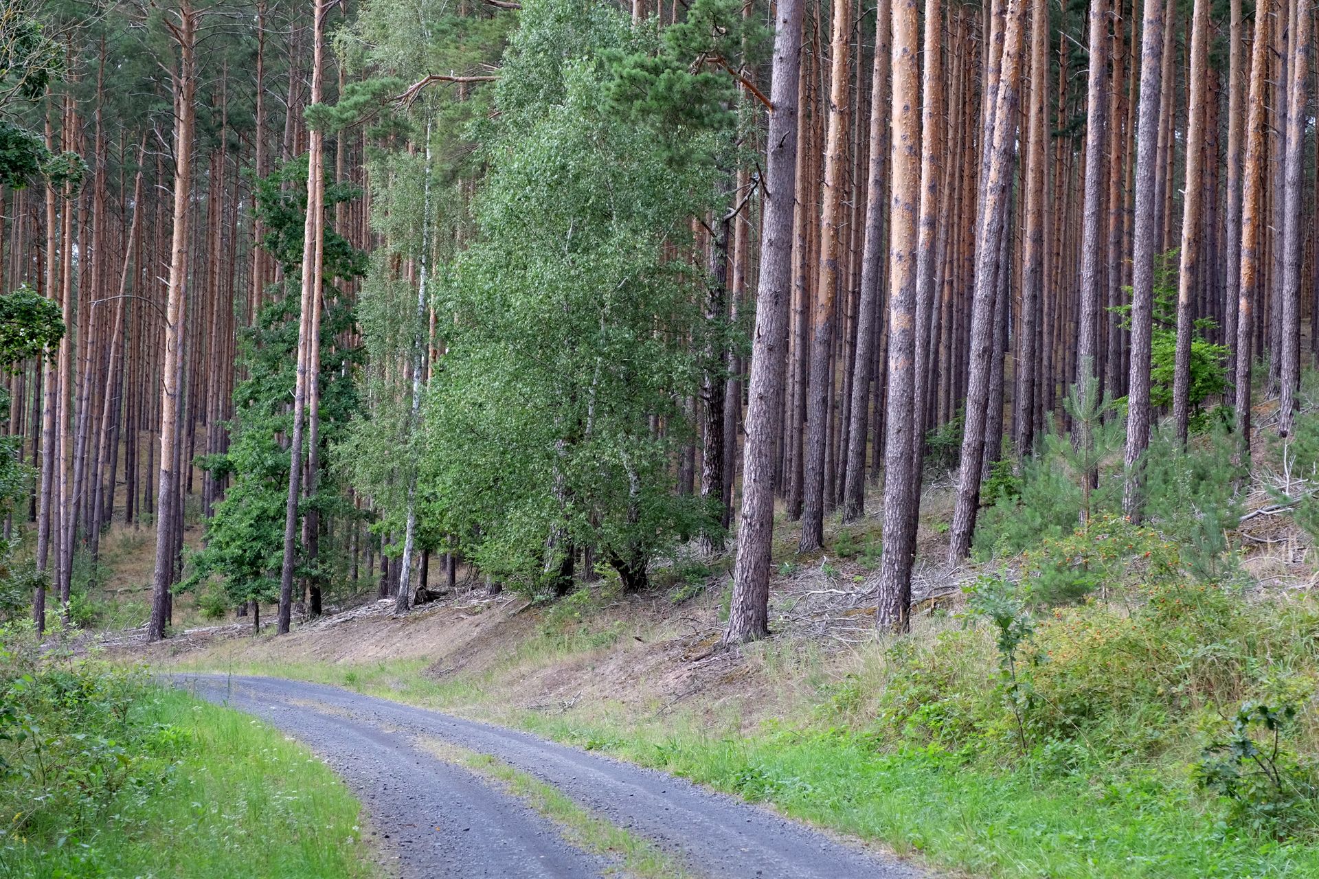 A peaceful forest scene with a winding path through tall pine trees.