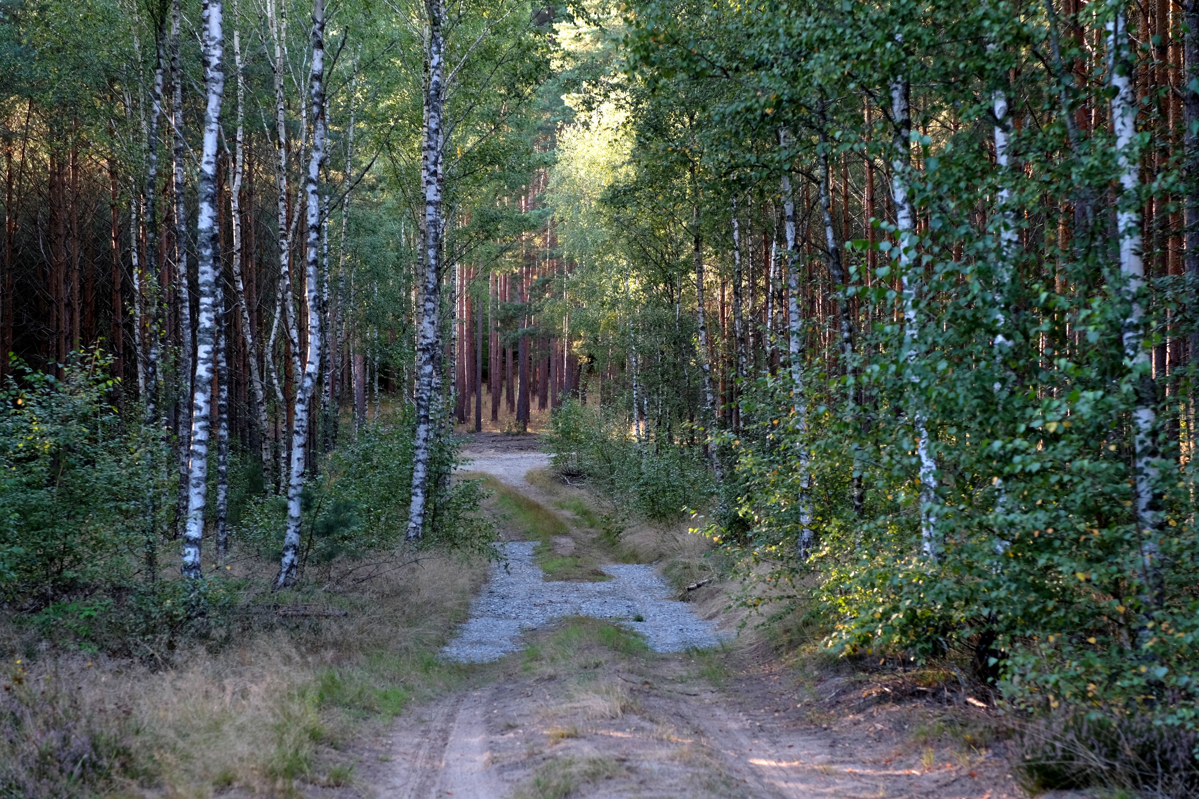 Serene Forest Pathway in a Birch Woodland · Free Stock Photo