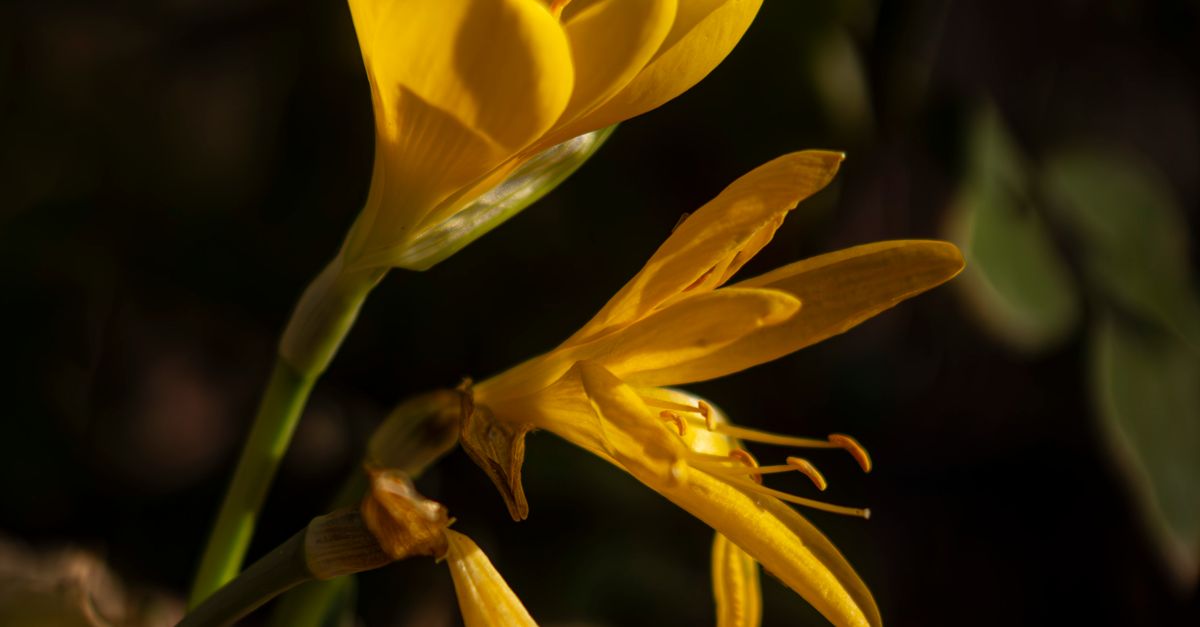 Yellow Fall Crocus Vibrant Yellow Autumn Crocus Blooms in Türkiye · Free Stock Photo